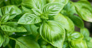 Fresh Herbs