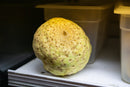 Celeriac
