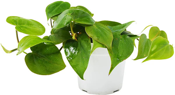 Philodendron Hederaceum "Heartleaf" - 4" Liner