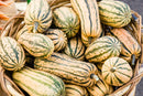 Delicata Squash