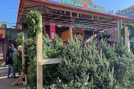 Delivered Christmas Tree 8-10 ft.