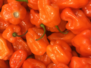 Habanero Peppers