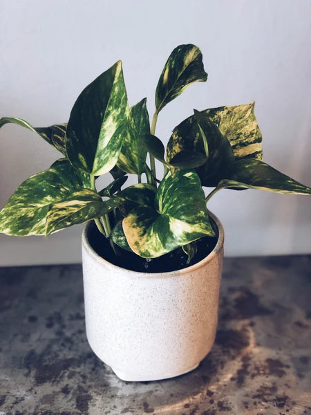 Tropical Plant in a 4" Ceramic Pot