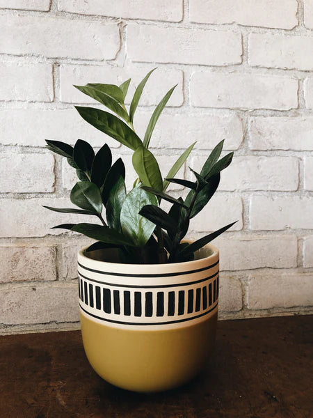 Tropical Plant in a 6" Ceramic Pot