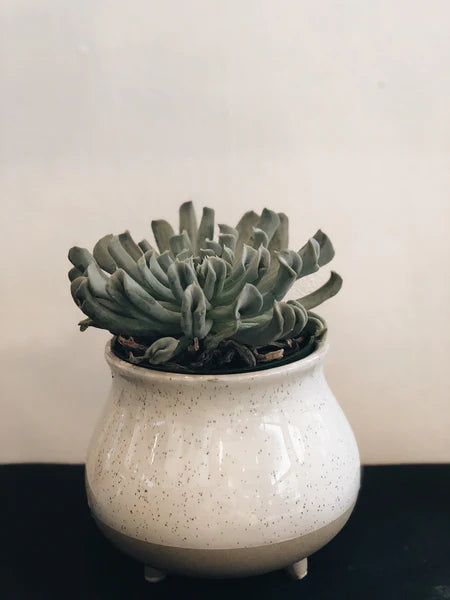 Succulent in a 4" Pot