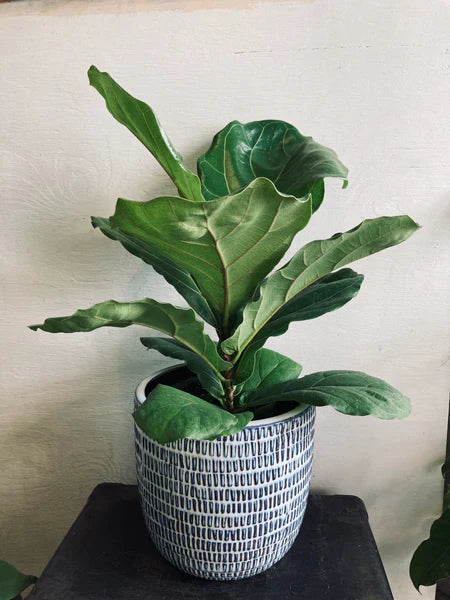 Tropical Plant in a 6" Ceramic Pot