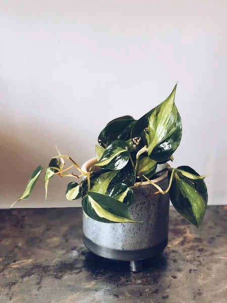 Tropical Plant in a 6" Ceramic Pot