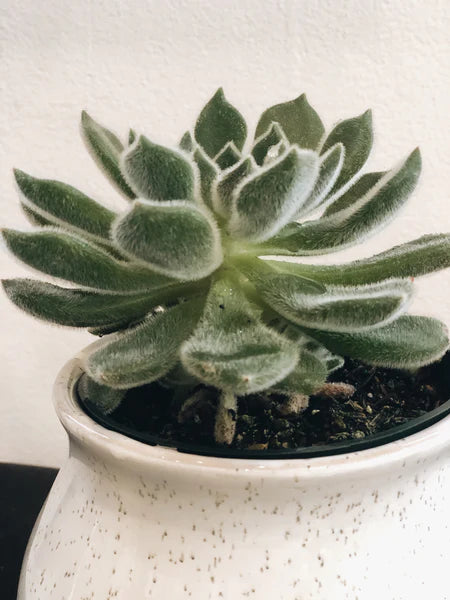 Succulent in a 4" Pot