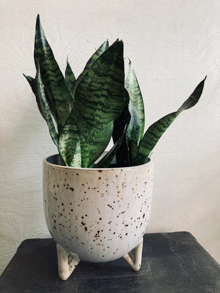 Tropical Plant in a 6" Ceramic Pot