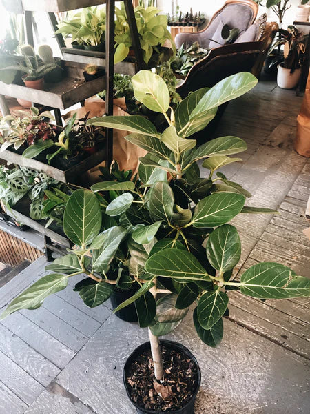 Ficus Audrey - 8"-10" Liner