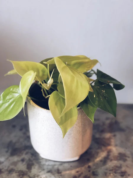 Tropical Plant in a 4" Ceramic Pot