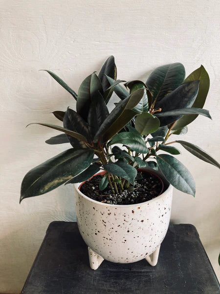 Tropical Plant in a 6" Ceramic Pot