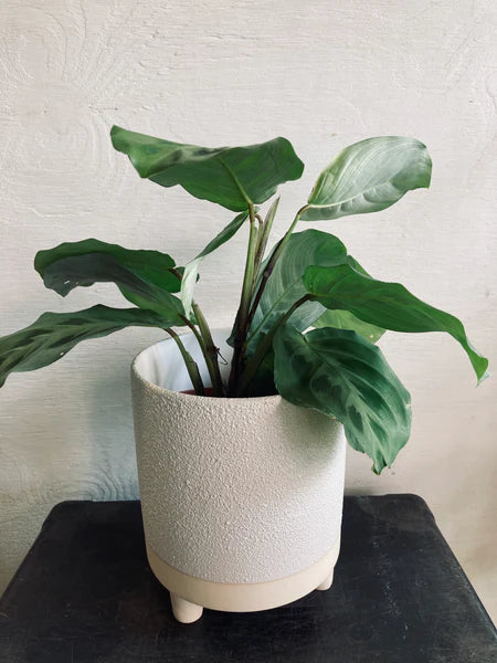 Tropical Plant in a 4" Ceramic Pot