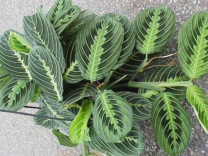 Maranta Leuconeura (Prayer Plant) - 4" Liner