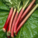 Rhubarb