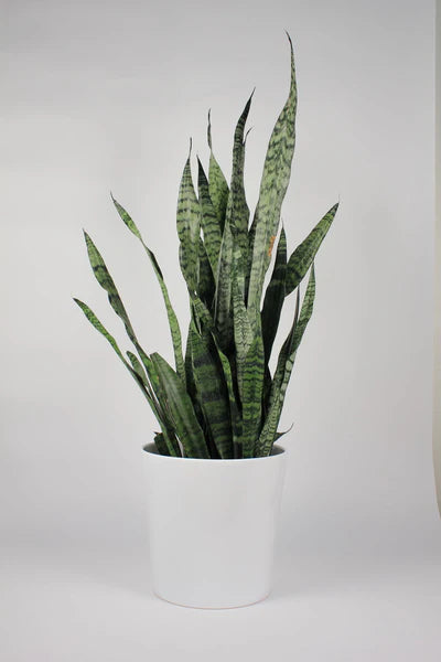 Sansevieria (Snake Plant) - 10" Liner