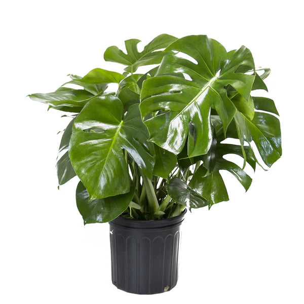 Monstera Deliciosa (Split Leaf Monstera) - 10" Liner