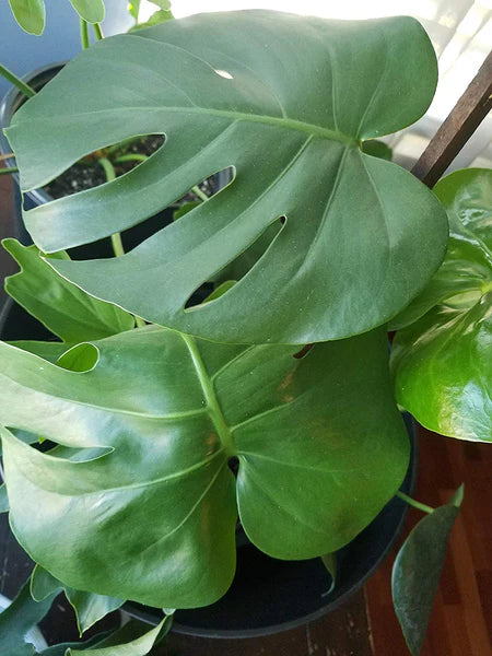 Monstera Deliciosa (Split Leaf Monstera) - 10" Liner