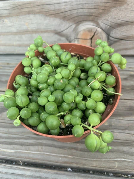 Senecio Rowleyanus (String of Pearls) - 4" Liner