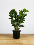 Zamioculcas Zamiifolia (ZZ Plant) - 6" Liner