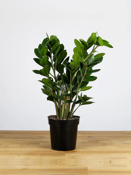 Zamioculcas Zamiifolia (ZZ Plant) - 6" Liner