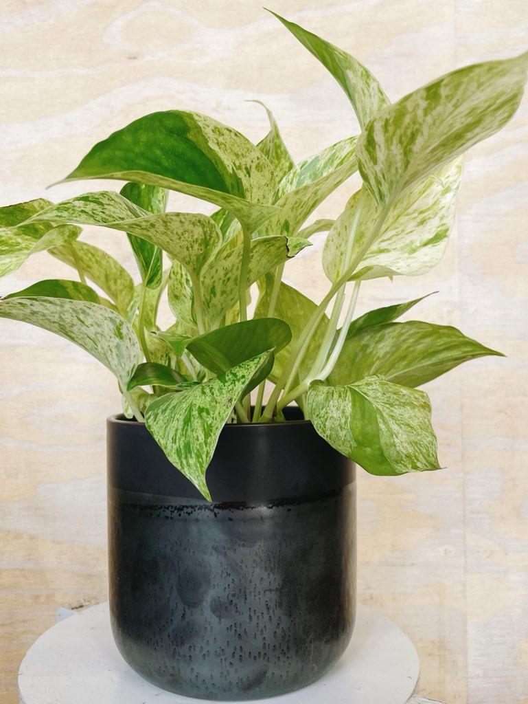Low Light Tropical Plant w/ Ceramic Vase