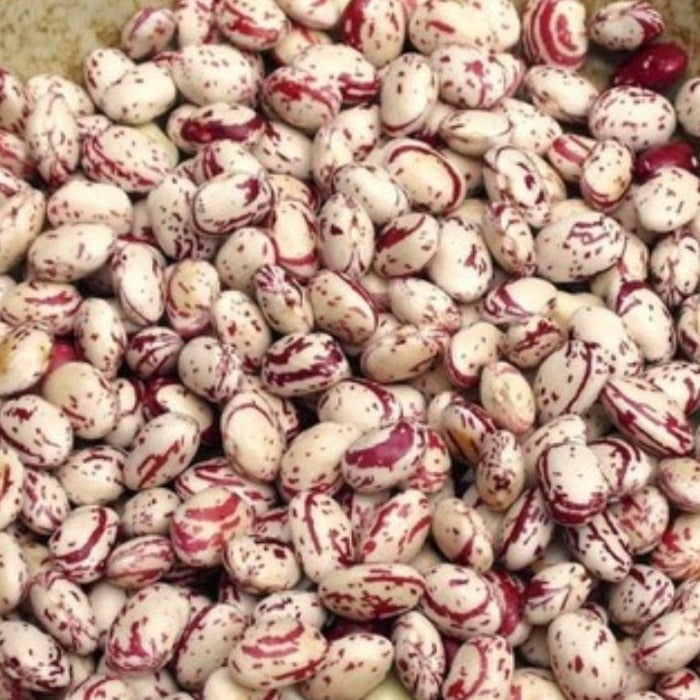 White Cranberry Beans