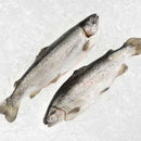 Farm Raised Whole Rainbow Trout