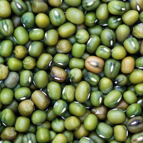 Dried Bean Varieties