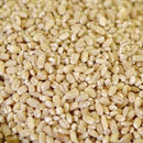Bulk Oats