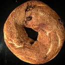 Cinnamon Raisin Bagel
