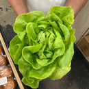 Bibb Lettuce