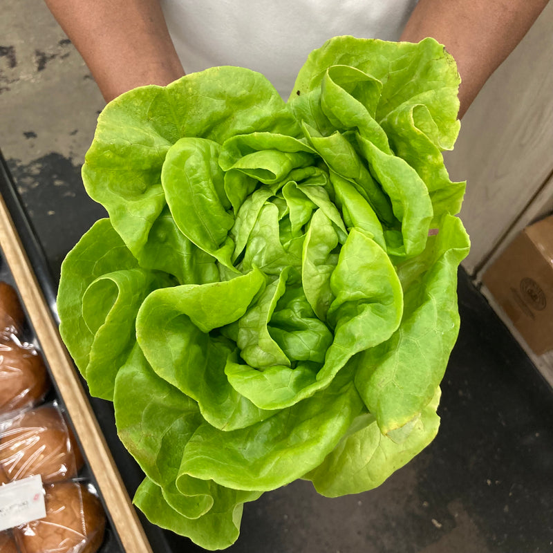 Bib Lettuce