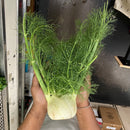 Fennel