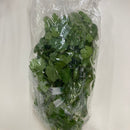 Fresh Cilantro