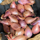 Shallot