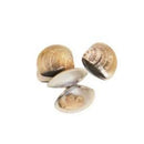 Fresh Chesapeake In Shell Clams
