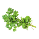 Cilantro