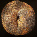 Poppy Seed Bagel