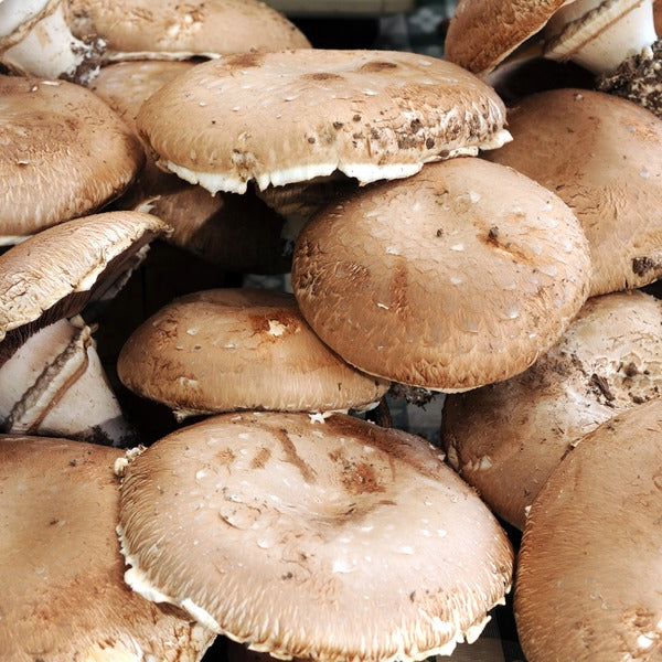 Bulk Mushrooms