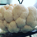 Lion's Mane Mushrooms