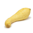 Yellow Squash